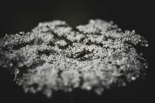 high entropy alloys